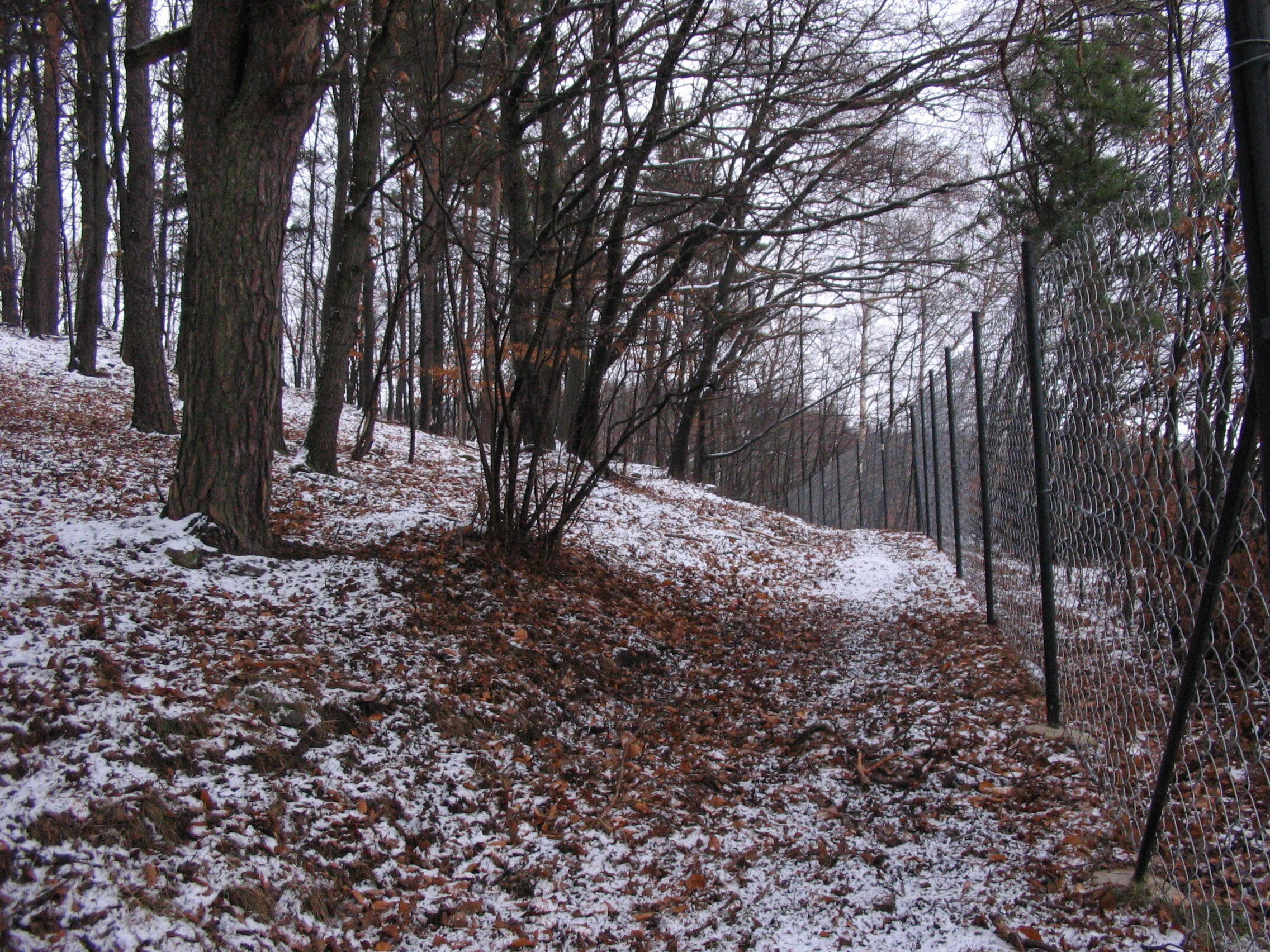 IMG_4110.jpg
