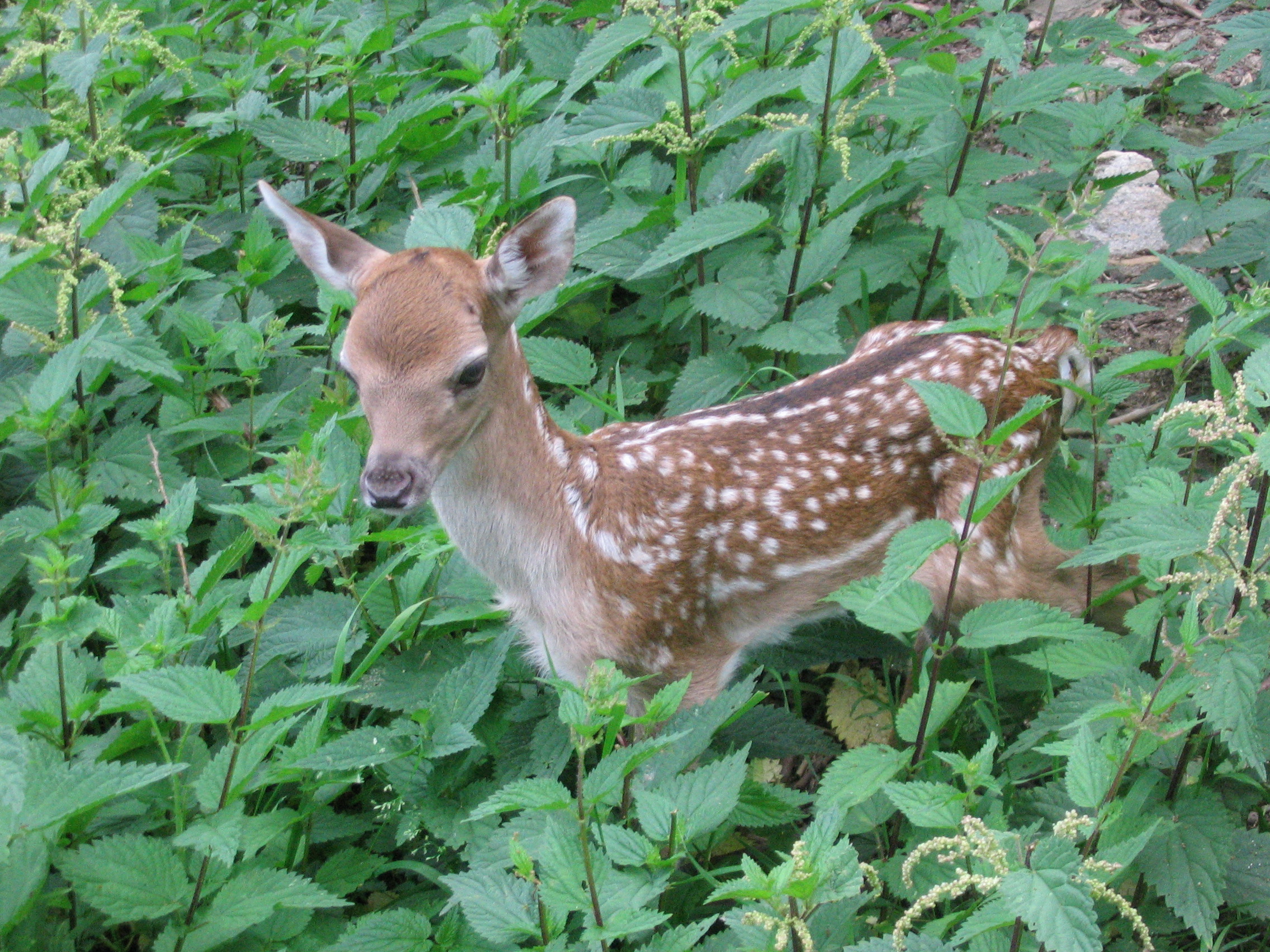 IMG_5168.jpg