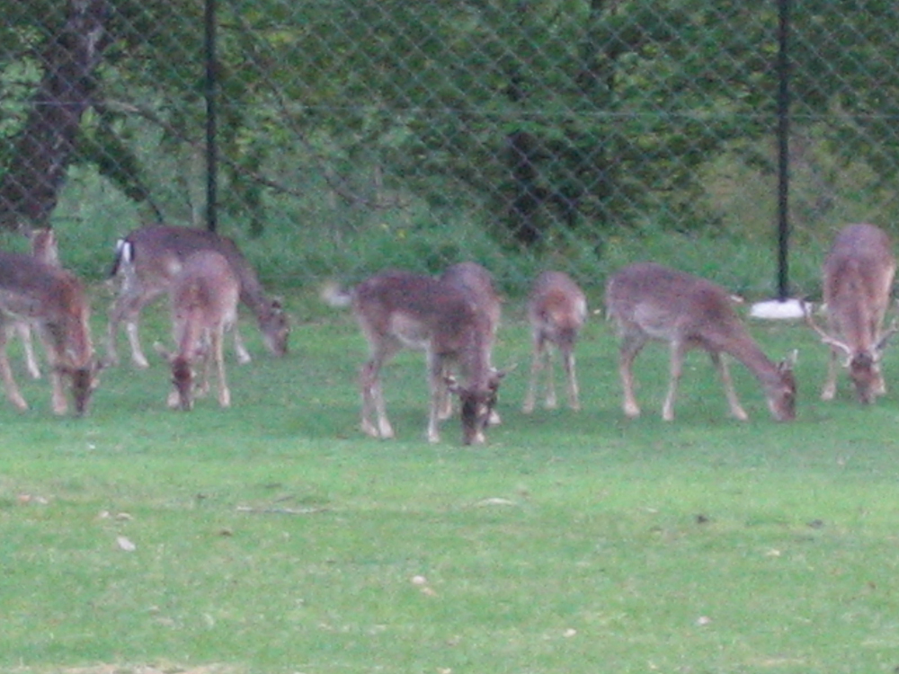 IMG_6177.JPG