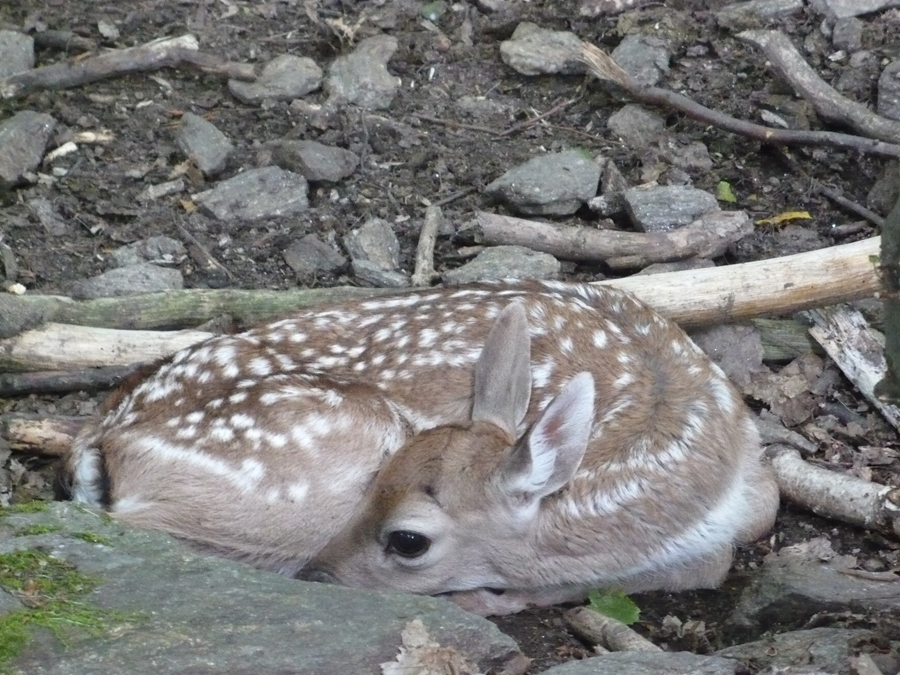 P1000310.JPG