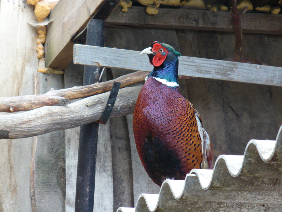 P1000296.JPG